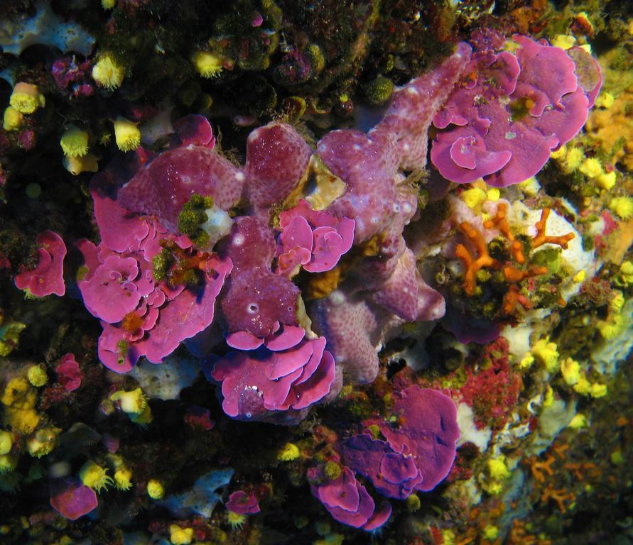 Apartmán Diving Center Punta Stilo Exteriér fotografie
